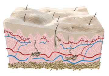 Skin Diagram Skin Diagram